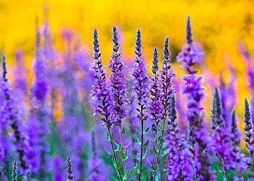 《街头霸王5：冠军版》秋更直播11月24日上午进行 介绍卢克